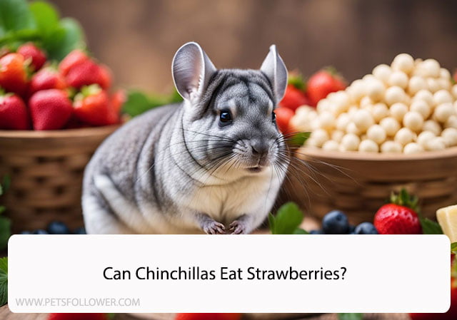 Can Chinchillas Eat Strawberries?