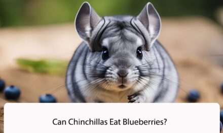 Can Chinchillas Eat Blueberries?