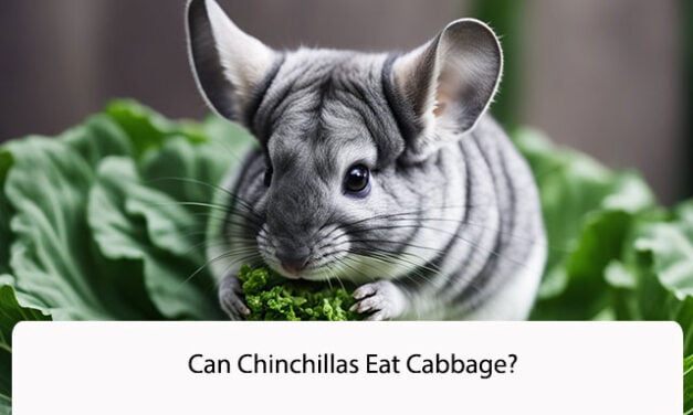 Can Chinchillas Eat Cabbage?