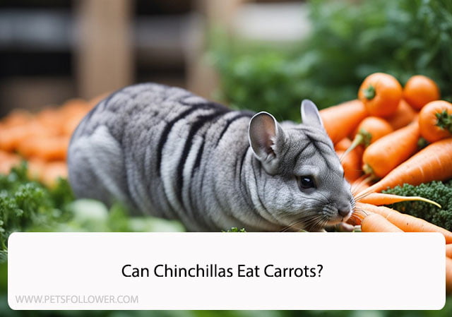 Can Chinchillas Eat Carrots?