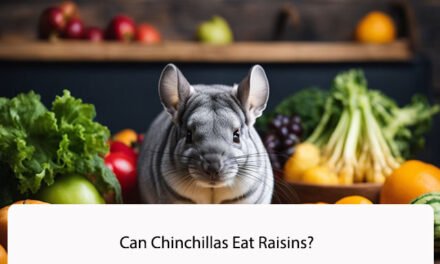 Can Chinchillas Eat Raisins?