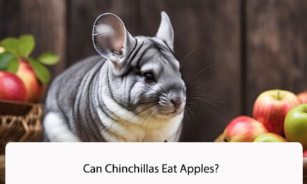 Can Chinchillas Eat Apples?