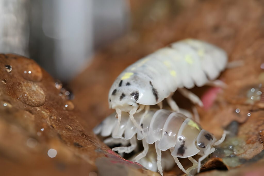 Can Leopard Geckos Eat Isopods 