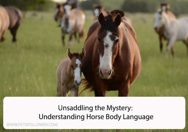 Unsaddling the Mystery: Understanding Horse Body Language