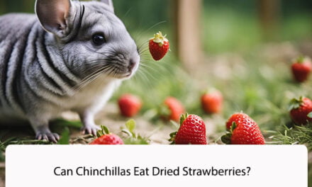 Can Chinchillas Eat Dried Strawberries?