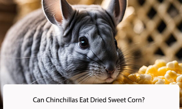 Can Chinchillas Eat Dried Sweet Corn?