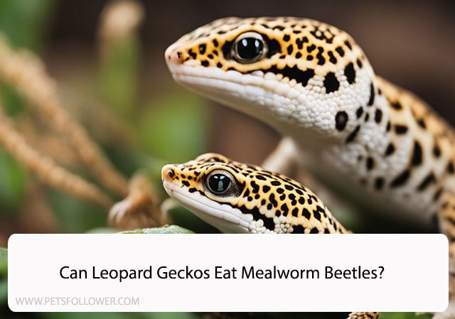 Can Leopard Geckos Eat Mealworm Beetles?