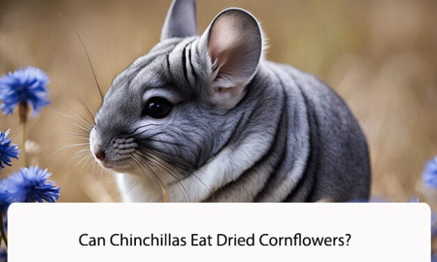 Can Chinchillas Eat Dried Cornflowers?