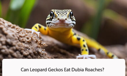 Can Leopard Geckos Eat Dubia Roaches?