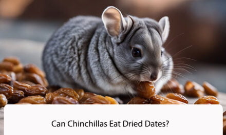 Can Chinchillas Eat Dried Dates?