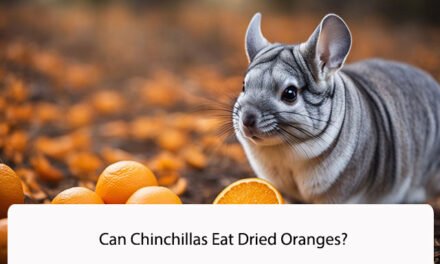 Can Chinchillas Eat Dried Oranges?