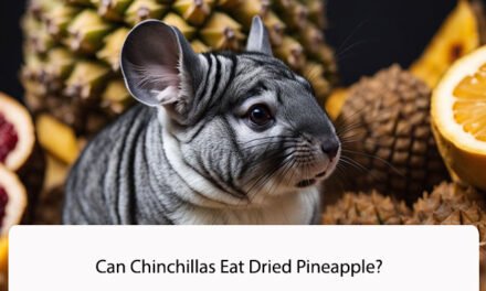 Can Chinchillas Eat Dried Pineapple?