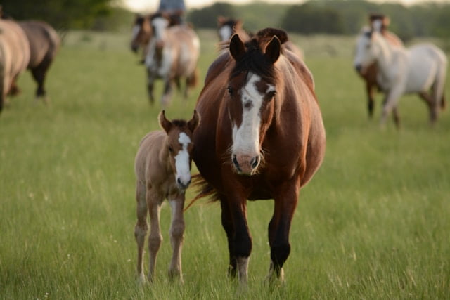 Horse Body Language