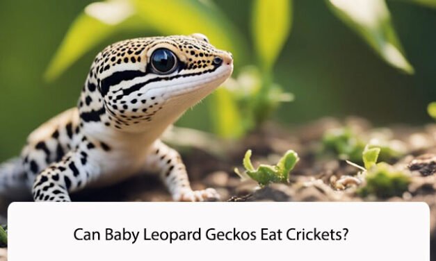 Can Baby Leopard Geckos Eat Crickets?