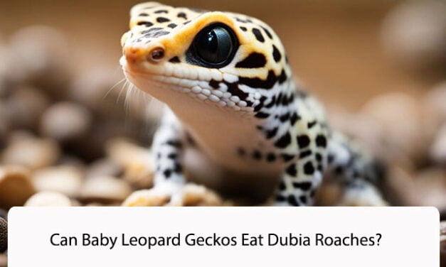 Can Baby Leopard Geckos Eat Dubia Roaches?