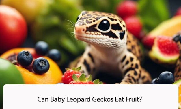 Can Baby Leopard Geckos Eat Fruit?