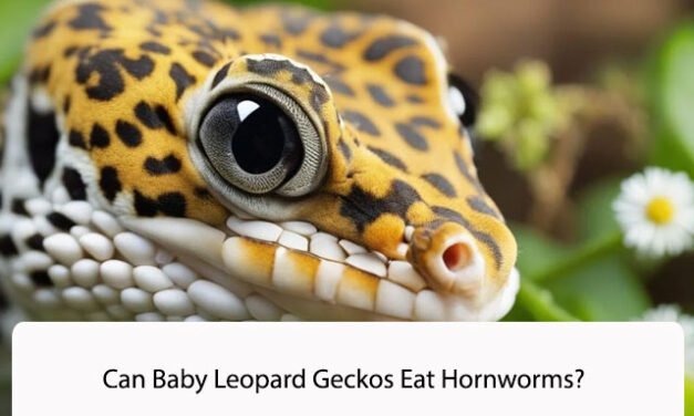 Can Baby Leopard Geckos Eat Hornworms?