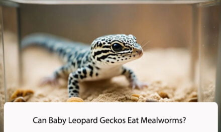 Can Baby Leopard Geckos Eat Mealworms?