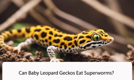 Can Baby Leopard Geckos Eat Superworms?