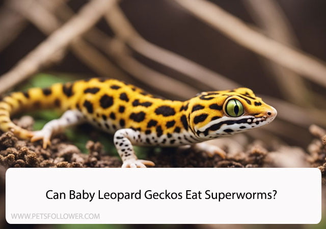 Can Baby Leopard Geckos Eat Superworms?