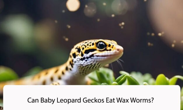 Can Baby Leopard Geckos Eat Wax Worms?