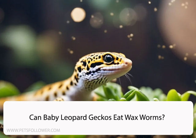 Can Baby Leopard Geckos Eat Wax Worms?