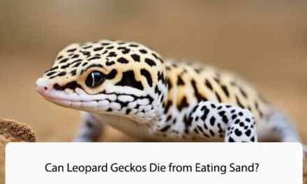 Can Leopard Geckos Die from Eating Sand?