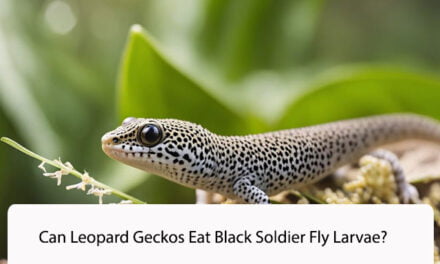 Can Leopard Geckos Eat Black Soldier Fly Larvae?