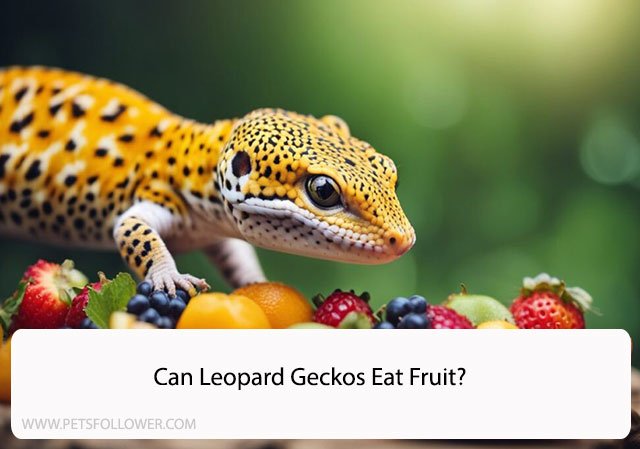 Can Leopard Geckos Eat Fruit?