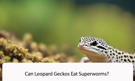 Can Leopard Geckos Eat Superworms?