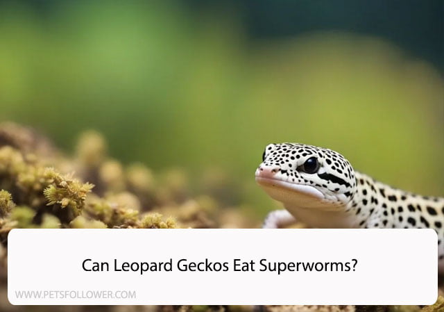 Can Leopard Geckos Eat Superworms?