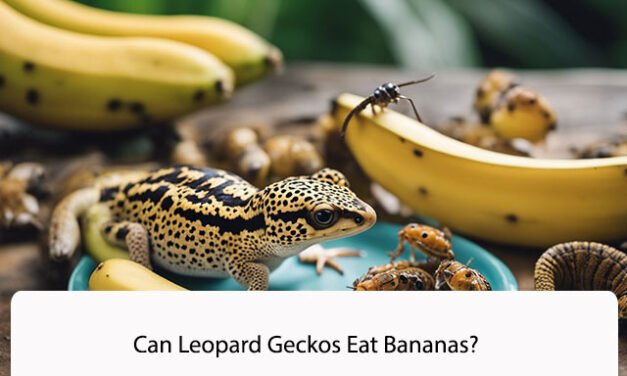 Can Leopard Geckos Eat Bananas?