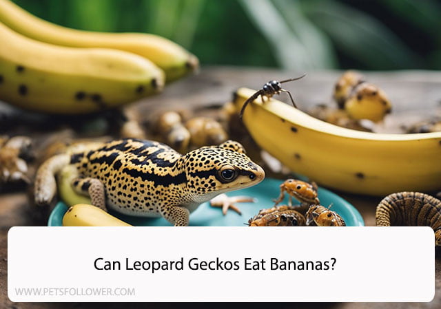 Can Leopard Geckos Eat Bananas?