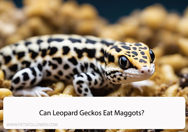 Can Leopard Geckos Eat Maggots?