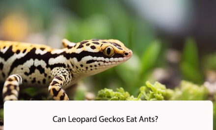 Can Leopard Geckos Eat Ants?