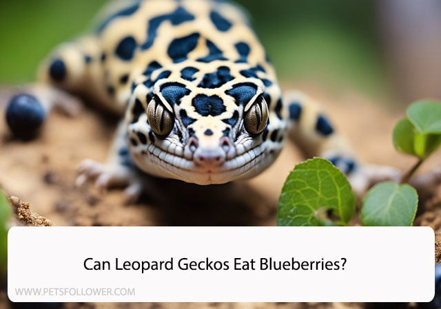 Can Leopard Geckos Eat Blueberries?