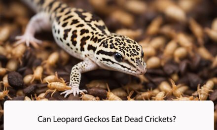 Can Leopard Geckos Eat Dead Crickets?