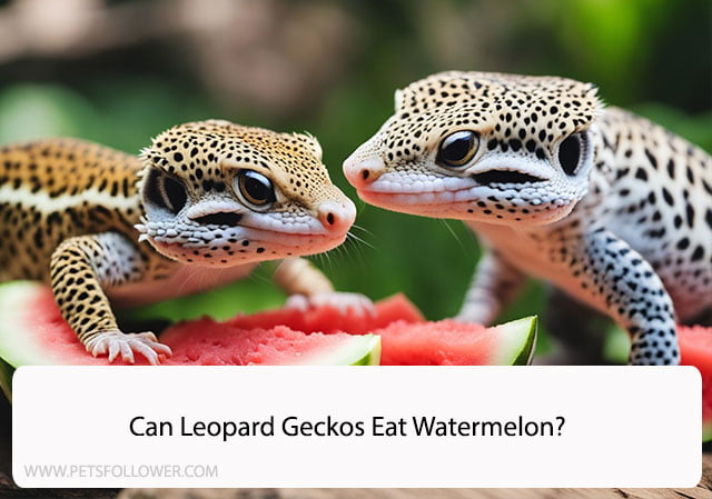 Can Leopard Geckos Eat Watermelon?