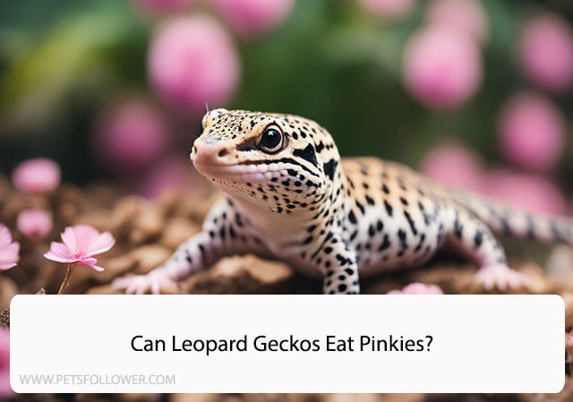 Can Leopard Geckos Eat Pinkies?