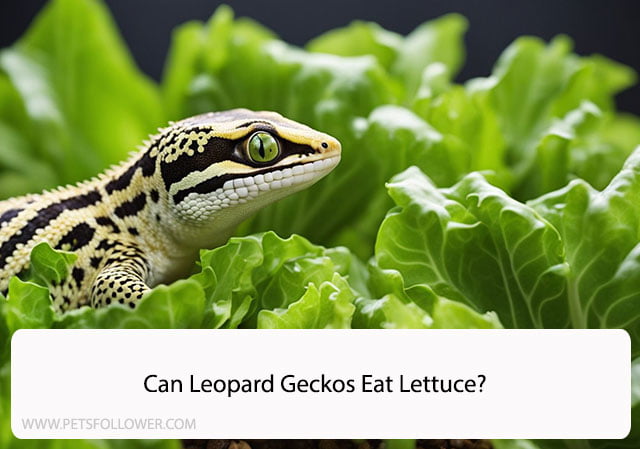 Can Leopard Geckos Eat Lettuce?