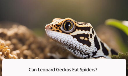 Can Leopard Geckos Eat Spiders?