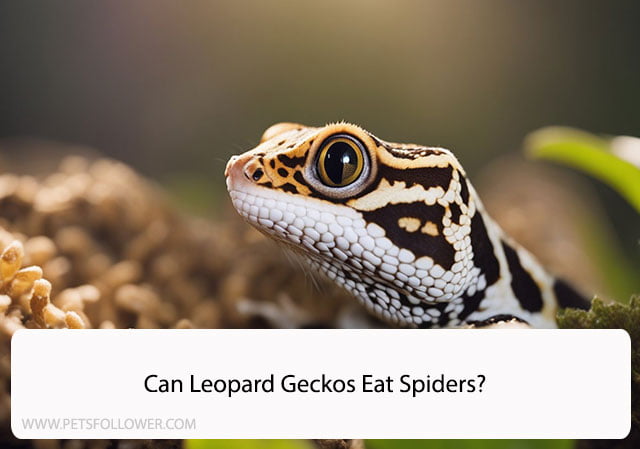 Can Leopard Geckos Eat Spiders?