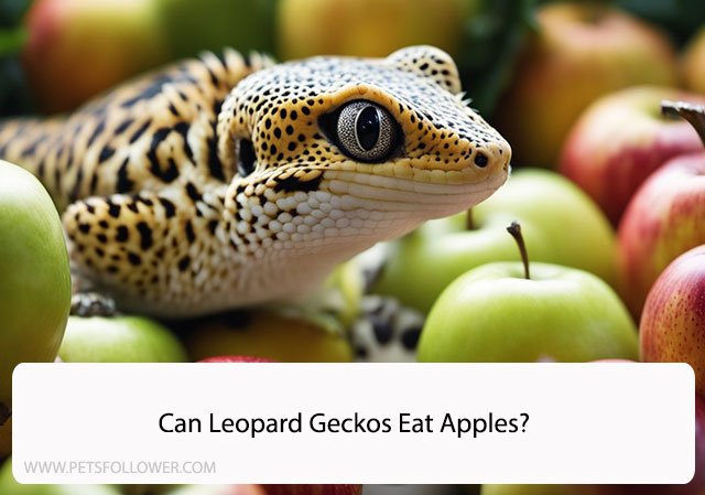 Can Leopard Geckos Eat Apples?