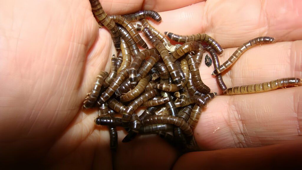 Can Baby Leopard Geckos Eat Superworms