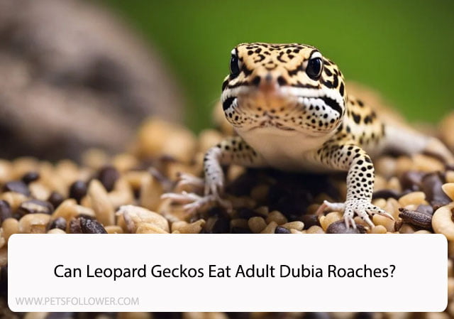 Can Leopard Geckos Eat Adult Dubia Roaches?