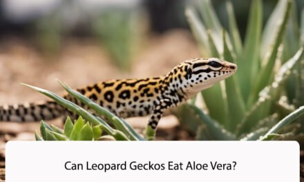 Can Leopard Geckos Eat Aloe Vera?