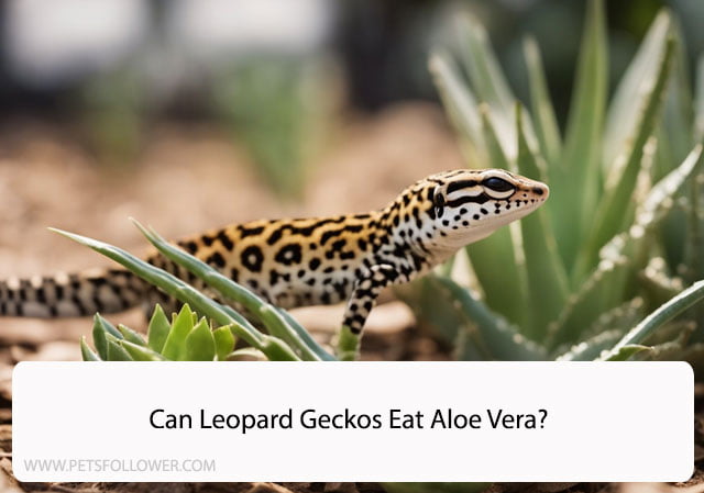 Can Leopard Geckos Eat Aloe Vera?