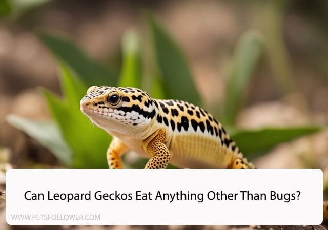 Can Leopard Geckos Eat Anything Other Than Bugs?