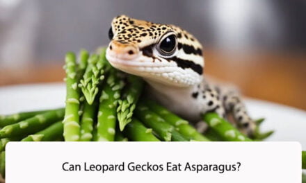 Can Leopard Geckos Eat Asparagus?