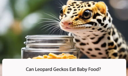 Can Leopard Geckos Eat Baby Food?